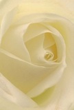 This image draws you into the tender centre of a cream-white rose, inviting you to lose yourself among petals that unfurl softly like a morning breeze across Queen's Park. The spiraling petals offer a tactile allure-their texture nearly whisper-thin-suggesting the delicate touch of dew at dawn. Gentle shadows wind between the ivory folds, lending depth and subtle drama that evoke the calm found in a sheltered corner of the park. The overall effect is one of peace and new beginnings, much like the feeling of strolling through quiet Queen's Park streets after a spring rain. As a florist here, I see this rose as the purest token of respect and admiration, especially appropriate for commemorating life's poignant moments or sending heartfelt condolences. Every element, from the creamy hues to the barely-there fragrance, reflects the understated artistry and thoughtful intention that characterises Queen's Park's finest floral work.
